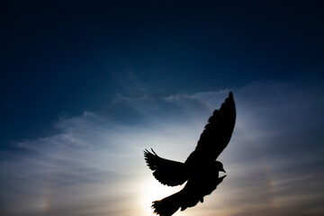 Fototapeta na wymiar close-up photo of a black silhouette of an isolated bird flying at dusk against blue sky with an optical phenomenon called a halo around the Sun