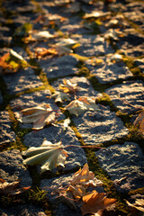 Dry fallen yellow and green maple leaves on walkway pavement during autumn season with the first leave in focus and others fading to off focus