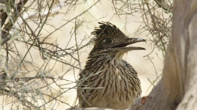Greater roadrunner looking around, New Mexico, USA