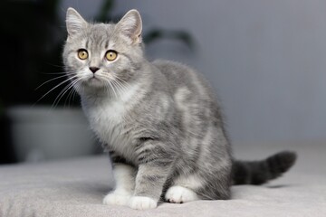 Adorable fluffy little Scottish straight grey tabby cat in bed