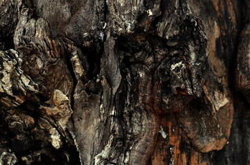 clear and beautiful looking wood grain pattern