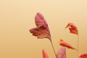 colored dry autumn leaves on the background