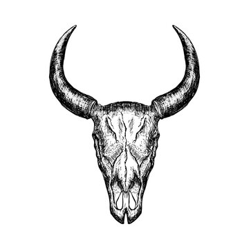 Hand-drawn buffalo skull isolated on white background