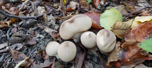 family of raincoat mushrooms in the autumn forest.