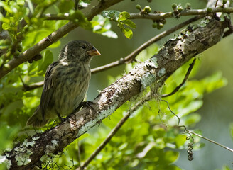 Medium ground finch, Geospiza fortis