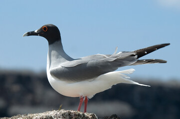 Swallow-tailed Gull, Creagrus furcatus