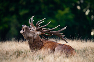 Roaring red deer stag