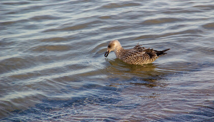 Möwe im Wasser an der Ostseeküste.