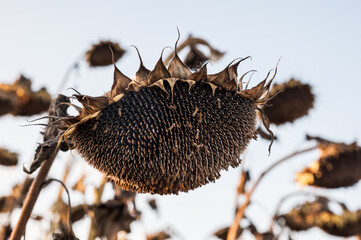 Closeup of dried ripe sunflowers on a sunflower field awaiting harvest on a sunny day. Field agricultural crops