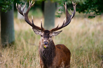 Beautiful red deer stag