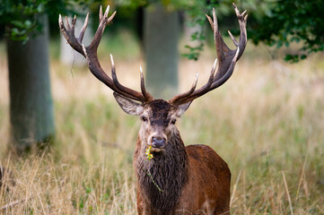 Beautiful red deer stag