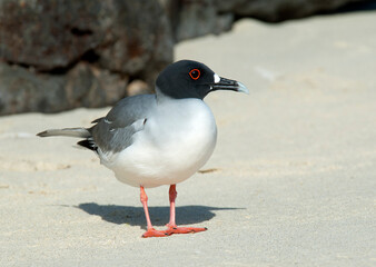 Swallow-tailed Gull, Creagrus furcatus