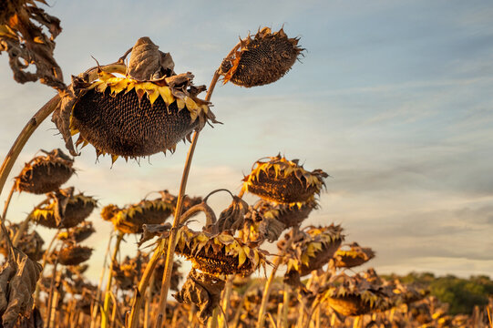 Closeup of dried ripe sunflowers awaiting harvest on a sunny day. Field agricultural crops