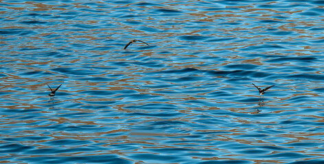 Wilson's Storm-petrel, Oceanites oceanic