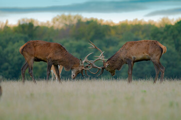 Roaring red deer stag
