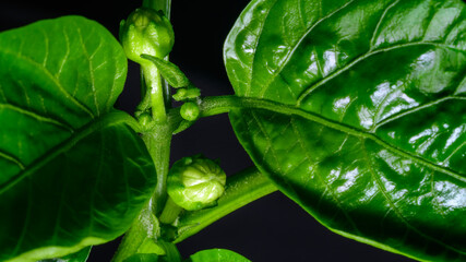 Different stages of red pepper paprika growing plant. Delicate flower buds starting to form.