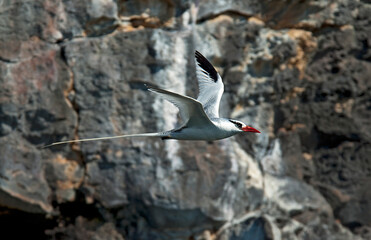 Red-billed tropicbird, Phaethon aethereus
