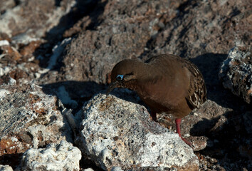 Galapagos Dove (Zenaida galapagoensis)