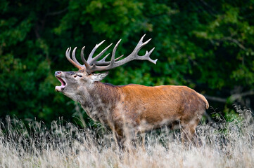 Roaring red deer stag