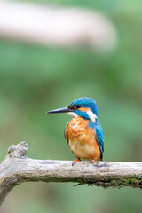 Eurasian kingfisher (Alcedo atthis) sitting on his perch in autumn.