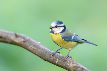 Blue Tit (Cyanistes caeruleus) in autumn.