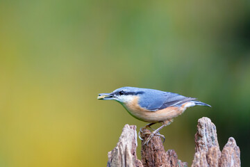Eurasian nuthatch (Sitta europaea) feeding on sunflower seeds in autumn.