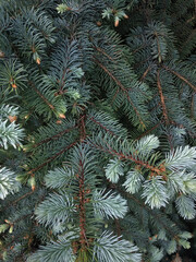 Naklejka na ściany i meble New Year, winter, festive, natural background from green Christmas-tree branches.