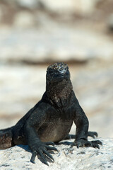  Marine iguana, Amblyrhynchus cristatus