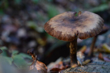 Mushrooms