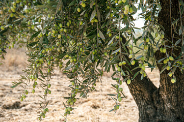 Fototapeta na wymiar Branch of green olive with fruits.