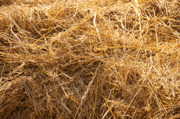 Mown dry grass. Golden hay.