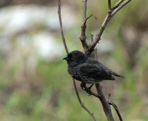 Small Ground-Finch,  Geospiza fuliginosa