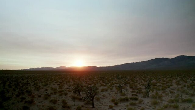  Joshua trees and a flat basin with mountains in the distance