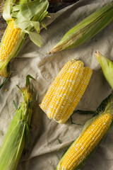 Raw Organic Sweet Corn on the Cob