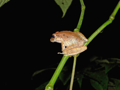 A specimen of the Fitzinger's robber frog (Craugastor fitzingeri) a species in the family Craugastoridae. It is found in northwestern Colombia, Panama, Costa Rica, eastern Nicaragua and Honduras.