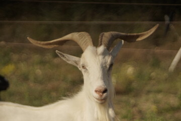 Domestc white male goat with large semi straight horns roaming around in the field 