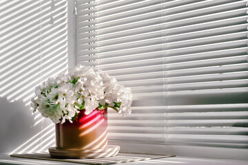 flowerpot with beautiful white flowers stands on window sill modern aluminum shutter background