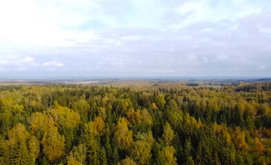 Aerial view of the autumn European forest with yellow and green trees