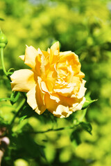 Beautiful yellow rose against the background of a green bush. A wonderful gift.