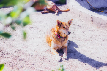 Beautiful happy ginger dog is resting in the yard in the spring