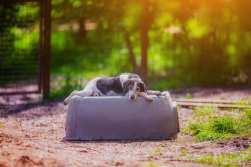Small black and white dog resting in the summer in nature