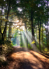 Fototapeta na wymiar Rays of light in misty German forest