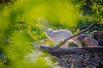 White fox walks in nature in the reserve