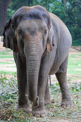 Asian Elephant Standing