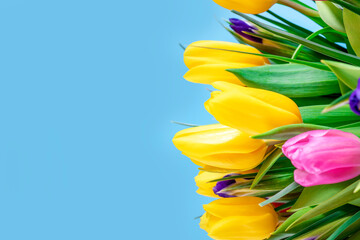 Beautiful bouquet of bright tulips, isolated on a blue background.