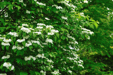 Fototapeta premium カンボク