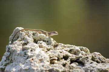 Close up macro image to a lizard on a stone