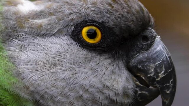 Brown-necked parrot close up of head looking around