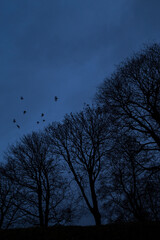 Crows flying above leafless enchanted trees on a cold and dark winter evening. Vertical view looking up at dark mysterious scene. Uncanny, so as to inspire  fear