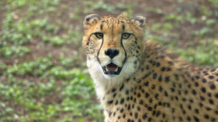 Naklejka na ściany i meble African cheetah front close-up